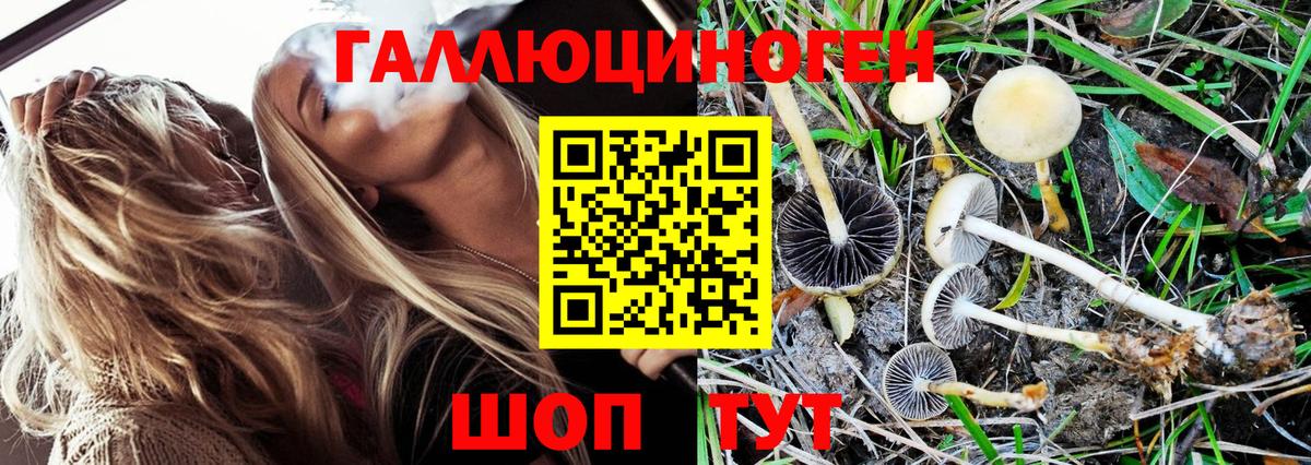 Псилоцибиновые грибы Psilocybe Пушкино